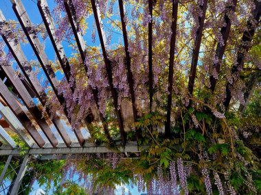 Ahşap pergola ve pleksiglas çatılı teras. Sarmaşıklar geriliyor, kirişlerin altında sürünüyorlar. Bahçe ya da park. Karla kaplı sadece belli bir yük pleksiglass, sarmaşık, üzüm bağı var.