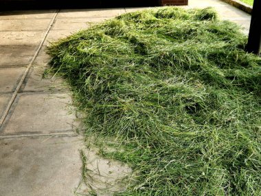 Karım evin yolundaki samanları kurutuyor. Kulübede çok güzel eski işler var. Çimen kokusu ve çiftlikteki hayvanların beslenmesi.