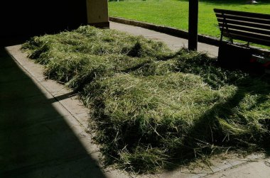 Karım evin yolundaki samanları kurutuyor. Kulübede çok güzel eski işler var. Çimen kokusu ve çiftlikteki hayvanların beslenmesi.