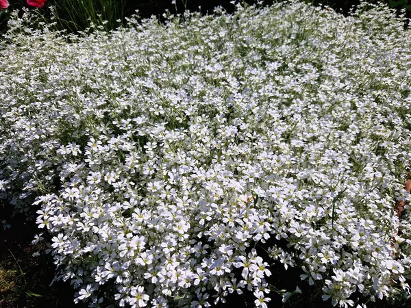  Uzun ömürlü, küçük, yıldızlı çiçekleri ve gri yapraklarıyla tanınan. İlkbahar ya da yaz başında çiçek açar ve bu da onu civciv ya da yaz mevsiminde karla kaplı bahçelere büyüleyici bir ilave yapar..
