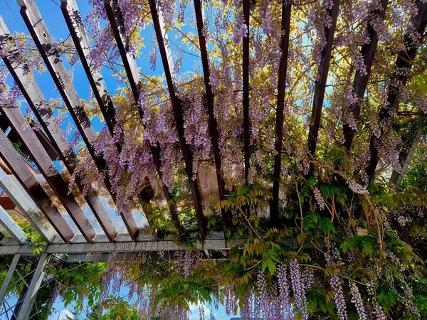 Ahşap pergola ve pleksiglas çatılı teras. Sarmaşıklar geriliyor, kirişlerin altında sürünüyorlar. Bahçe ya da park. Karla kaplı sadece belli bir yük pleksiglass, sarmaşık, üzüm bağı var.