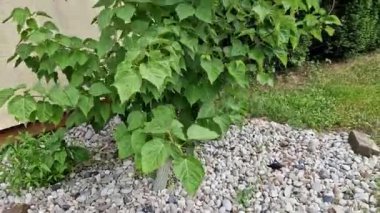 Yılan gibi özel havlamasıyla ayırt edilir. Dikey, beyaz çizgili, genç çekimlerde yeşil, daha sonra yeşil renk griye dönüşür. Yapraklar büyük, buruşuk, sonbaharda sararacak üç üçgen loblu..