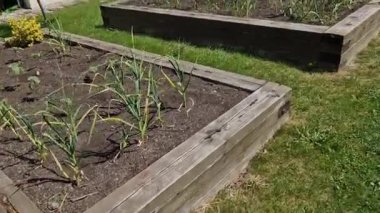 Manastır bahçesindeki şatoda ahşap çerçeveli ot yatakları. Otlarla dolu dikdörtgen çiçek tarhı ve parlak renkli park yolları. Kesilmiş boxwood çitlerini korudum. Eğitim, okul, bahçıvanlık.