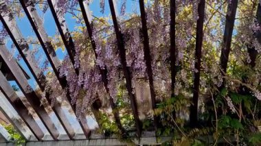 Ahşap pergola ve pleksiglas çatılı teras. Sarmaşıklar geriliyor, kirişlerin altında sürünüyorlar. Bahçe ya da park. Karla kaplı sadece belli bir yük pleksiglass, sarmaşık, üzüm bağı var.
