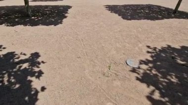 Düzenli olarak ağaçlar kare şeklinde uzaya uzanıyor. düzlük ağaçlar düz şemsiye şeklinde büyür. Dalların doğru birleştirilmesi profesyonel bir ağaç bilimci için gereklidir.