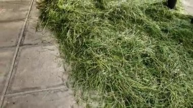 Karım evin yolundaki samanları kurutuyor. Kulübede çok güzel eski işler var. Çimen kokusu ve çiftlikteki hayvanların beslenmesi.