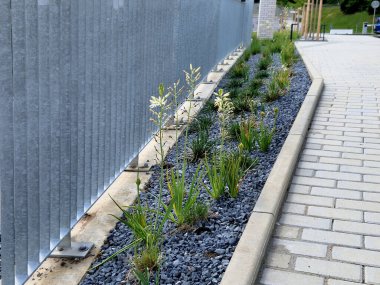 Çok az bilinirler, 1 metre yüksekliğindeki çiçekleri oluşturan küçük yıldızlarla aşağıdan yavaş yavaş çiçek açarlar. Tamamen gösterişsizler. Karışık, uzun ömürlü yataklara mükemmel bir şekilde uyuyorlar.