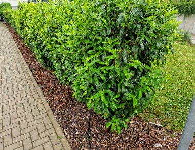 Hafif kerestelerden oluşan bir çitin önündeki her zaman yeşil bir çalı sokağın opaklığını artıracak, eski büyük çalılar, tuğla, duvar, gri, yemyeşil, konut, mahremiyet, bariyer