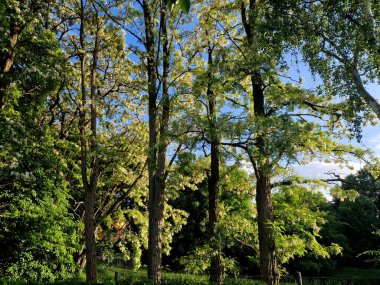 Beyaz akasya balı, serbest radikallerle savaşmaya ve tüm bağışıklık sistemini güçlendirmeye yardımcı olan antioksidanlarda yüksektir. Özellikle yaz mevsimleri arasında dalgalanan sıcaklıklarda kullanışlıdır. 