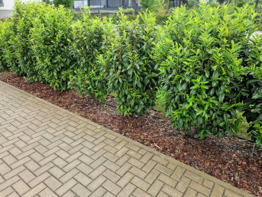 Hafif kerestelerden oluşan bir çitin önündeki her zaman yeşil bir çalı sokağın opaklığını artıracak, eski büyük çalılar, tuğla, duvar, gri, yemyeşil, konut, mahremiyet, bariyer