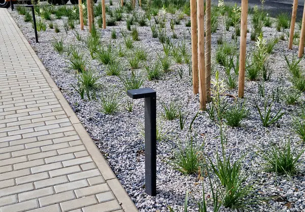 grass bed on the promenade. on the edge of the flower bed are pillar lamps with a beveled top. striped pavement on the promenade. grasses have dry stems like hair