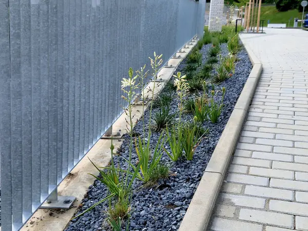 Çok az bilinirler, 1 metre yüksekliğindeki çiçekleri oluşturan küçük yıldızlarla aşağıdan yavaş yavaş çiçek açarlar. Tamamen gösterişsizler. Karışık, uzun ömürlü yataklara mükemmel bir şekilde uyuyorlar.