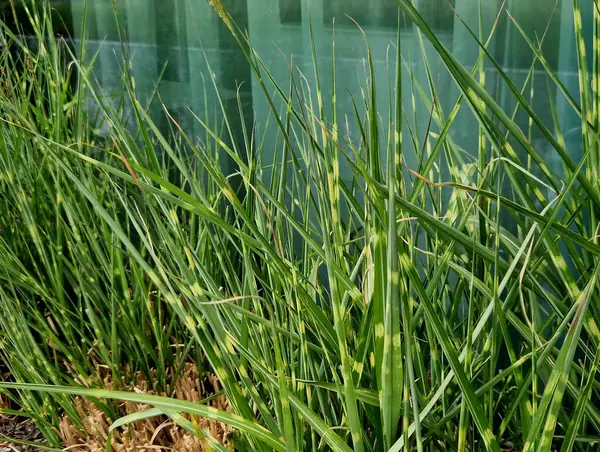 Villanın penceresi boyunca geniş saksıları olan teras. Koyu gri saksılar ve kafenin yakınındaki güzel otların çizgili yaprakları.