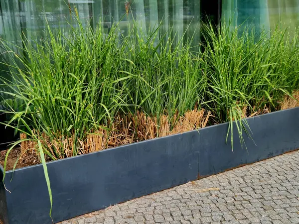 Villanın penceresi boyunca geniş saksıları olan teras. Koyu gri saksılar ve kafenin yakınındaki güzel otların çizgili yaprakları.