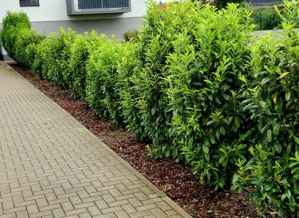 Hafif kerestelerden oluşan bir çitin önündeki her zaman yeşil bir çalı sokağın opaklığını artıracak, eski büyük çalılar, tuğla, duvar, gri, yemyeşil, konut, mahremiyet, bariyer