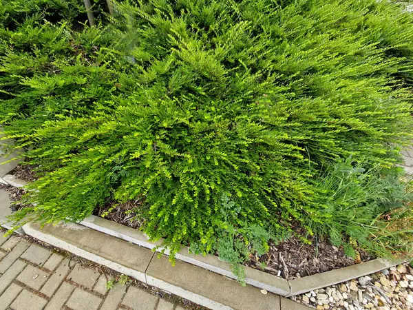 Hanımeli familyasından sonsuza dek yeşil bir çalılık. Boyu 1 metreye kadar çıkıyor. Çin 'den gelmektedir ve ayrıca Çek Cumhuriyeti' nde budanmış bir kapak olarak çiçek tarhında süs ağacı olarak yetiştirilir.