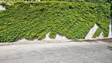 Yaprakların ucundaki klipslerle sarmaşıklar düzgün beton duvarlarda büyür. Hedefler her yüzeye yapışır. Çitin gri duvarı, sarmaşığın rastgele dallarıyla süslenmiş.