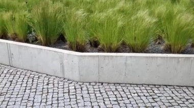 stipa capilata çiçek tarhlı çakıl taşları beton yükseltilmiş küp kenarları 6 cm sıra halinde kaldırım yüzeyi gri granit arka plan fayansları