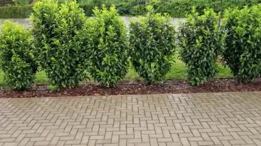 Hafif kerestelerden oluşan bir çitin önündeki her zaman yeşil bir çalı sokağın opaklığını artıracak, eski büyük çalılar, tuğla, duvar, gri, yemyeşil, konut, mahremiyet, bariyer