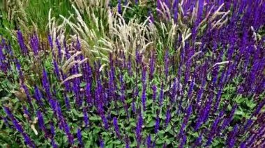 Yol boyunca mavi ve mor bilgeler çiçek açar. Sıcak kentsel iklimde, gelişir ve pastel renklerde çiçek açarlar. Güzellik ürünleri ve kozmetik ürünleri için arka plan, yaz tişörtleri ve tişörtler.