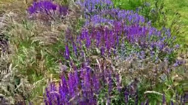 Yol boyunca mavi ve mor bilgeler çiçek açar. Sıcak kentsel iklimde, gelişir ve pastel renklerde çiçek açarlar. Güzellik ürünleri ve kozmetik ürünleri için arka plan, yaz tişörtleri ve tişörtler.