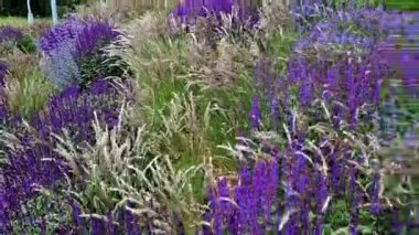 Yol boyunca mavi ve mor bilgeler çiçek açar. Sıcak kentsel iklimde, gelişir ve pastel renklerde çiçek açarlar. Güzellik ürünleri ve kozmetik ürünleri için arka plan, yaz tişörtleri ve tişörtler.