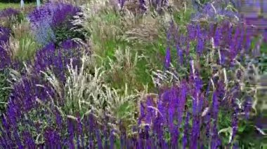 Yol boyunca mavi ve mor bilgeler çiçek açar. Sıcak kentsel iklimde, gelişir ve pastel renklerde çiçek açarlar. Güzellik ürünleri ve kozmetik ürünleri için arka plan, yaz tişörtleri ve tişörtler.