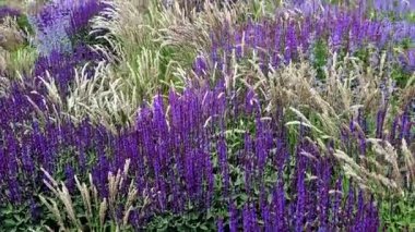 Yol boyunca mavi ve mor bilgeler çiçek açar. Sıcak kentsel iklimde, gelişir ve pastel renklerde çiçek açarlar. Güzellik ürünleri ve kozmetik ürünleri için arka plan, yaz tişörtleri ve tişörtler.