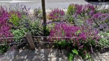 Yol boyunca mavi ve mor bilgeler çiçek açar, şehrin sıcak ikliminde gelişir ve pastel renkler, bahçe çitleri ve kule blok binaları ile çiçek açar. kırmızı