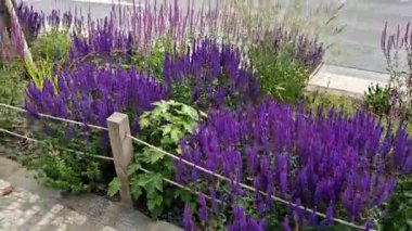 Yol boyunca mavi ve mor bilgeler çiçek açar, şehrin sıcak ikliminde gelişir ve pastel renkler, bahçe çitleri ve kule blok binaları ile çiçek açar. kırmızı