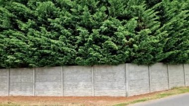 Selvi hibrit hızla büyür ve güzel kozalaklı gri, yeşil çalılar oluşturur. İnce ve geniş. Kalkanlar yol gibi beton bir duvar gibidir. beton panel kesim çiti. 