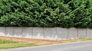 Selvi hibrit hızla büyür ve güzel kozalaklı gri, yeşil çalılar oluşturur. İnce ve geniş. Kalkanlar yol gibi beton bir duvar gibidir. beton panel kesim çiti. 