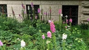 Uzun ve görkemli yüksükotu bitkileri, dikey ilgi ve güzel çiçeklerin arzu edildiği bahçe alanlarına dahil edilmiştir. Yüksükotu çiçekleri yetişebilecek saplarda yetişir.