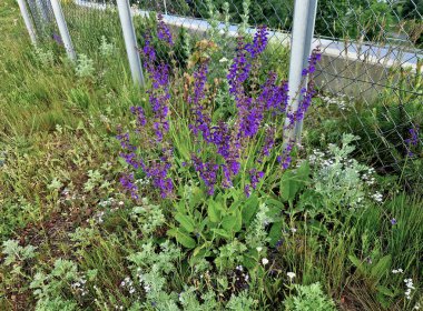 Parkın güzel çimenleri sokaktan girişten gri galvanizli çelikten yapılmış alçak bir çitle korunuyor. Bahçıvan bakım girişi için kapı ve kapı.