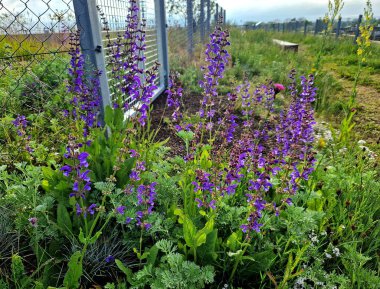 Parkın güzel çimenleri sokaktan girişten gri galvanizli çelikten yapılmış alçak bir çitle korunuyor. Bahçıvan bakım girişi için kapı ve kapı.