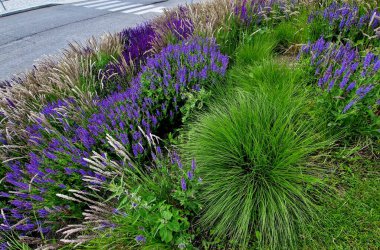 Yol boyunca mavi ve mor bilgeler çiçek açar. Sıcak kentsel iklimde, gelişir ve pastel renklerde çiçek açarlar. Güzellik ürünleri ve kozmetik ürünleri için arka plan, yaz tişörtleri ve tişörtler.