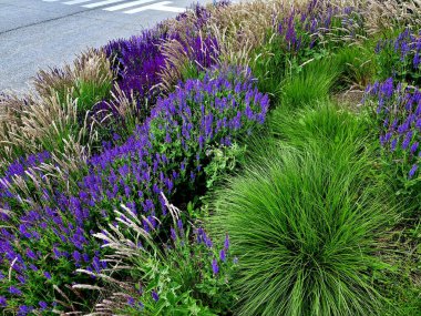 Yol boyunca mavi ve mor bilgeler çiçek açar. Sıcak kentsel iklimde, gelişir ve pastel renklerde çiçek açarlar. Güzellik ürünleri ve kozmetik ürünleri için arka plan, yaz tişörtleri ve tişörtler.