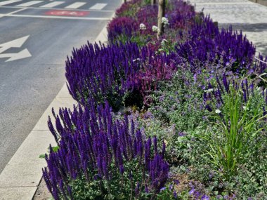 Yol boyunca mavi ve mor bilgeler çiçek açar, şehrin sıcak ikliminde mutlu bir şekilde büyür ve pastel renkler, bahçe çitleri ve kule blokları ile çiçeklenir. ed