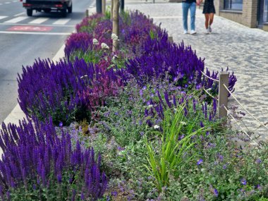 Yol boyunca mavi ve mor bilgeler çiçek açar, şehrin sıcak ikliminde mutlu bir şekilde büyür ve pastel renkler, bahçe çitleri ve kule blokları ile çiçeklenir. ed