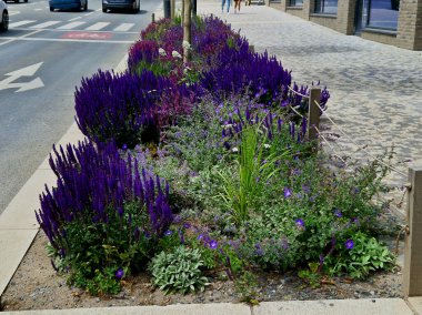 Yol boyunca mavi ve mor bilgeler çiçek açar, şehrin sıcak ikliminde mutlu bir şekilde büyür ve pastel renkler, bahçe çitleri ve kule blokları ile çiçeklenir. ed