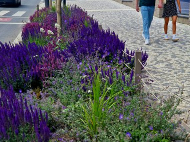 Yol boyunca mavi ve mor bilgeler çiçek açar, şehrin sıcak ikliminde mutlu bir şekilde büyür ve pastel renkler, bahçe çitleri ve kule blokları ile çiçeklenir. ed