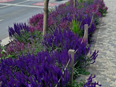 Yol boyunca mavi ve mor bilgeler çiçek açar, şehrin sıcak ikliminde mutlu bir şekilde büyür ve pastel renkler, bahçe çitleri ve kule blokları ile çiçeklenir. ed