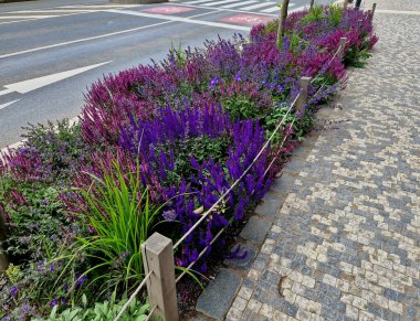 Yol boyunca mavi ve mor bilgeler çiçek açar, şehrin sıcak ikliminde mutlu bir şekilde büyür ve pastel renkler, bahçe çitleri ve kule blokları ile çiçeklenir. ed