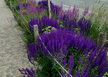 Yol boyunca mavi ve mor bilgeler çiçek açar, şehrin sıcak ikliminde mutlu bir şekilde büyür ve pastel renkler, bahçe çitleri ve kule blokları ile çiçeklenir. ed