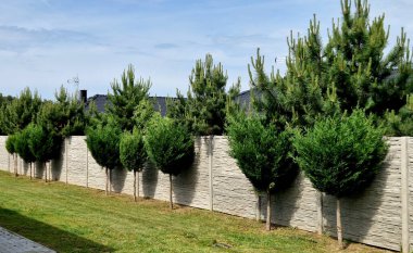 Selvi hibrit hızla büyür ve güzel kozalaklı gri, yeşil çalılar oluşturur. İnce ve geniş. Kalkanlar yol gibi beton bir duvar gibidir. Beton duvar, yoğun kesim çiti. ağaç gövdesi
