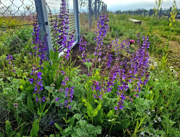 Parkın güzel çimenleri sokaktan girişten gri galvanizli çelikten yapılmış alçak bir çitle korunuyor. Bahçıvan bakım girişi için kapı ve kapı.