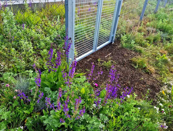 Parkın güzel çimenleri sokaktan girişten gri galvanizli çelikten yapılmış alçak bir çitle korunuyor. Bahçıvan bakım girişi için kapı ve kapı.