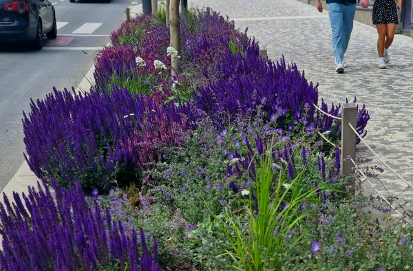 Yol boyunca mavi ve mor bilgeler çiçek açar, şehrin sıcak ikliminde mutlu bir şekilde büyür ve pastel renkler, bahçe çitleri ve kule blokları ile çiçeklenir. ed