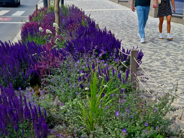 Yol boyunca mavi ve mor bilgeler çiçek açar, şehrin sıcak ikliminde mutlu bir şekilde büyür ve pastel renkler, bahçe çitleri ve kule blokları ile çiçeklenir. ed
