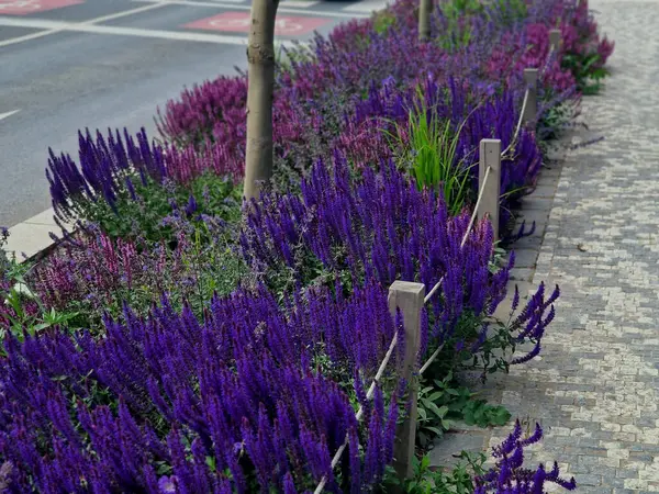 Yol boyunca mavi ve mor bilgeler çiçek açar, şehrin sıcak ikliminde mutlu bir şekilde büyür ve pastel renkler, bahçe çitleri ve kule blokları ile çiçeklenir. ed